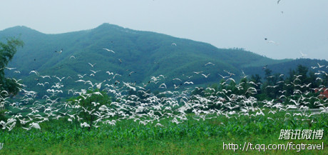 上思“百鸟乐园”以鸟为特色的生态旅游景区