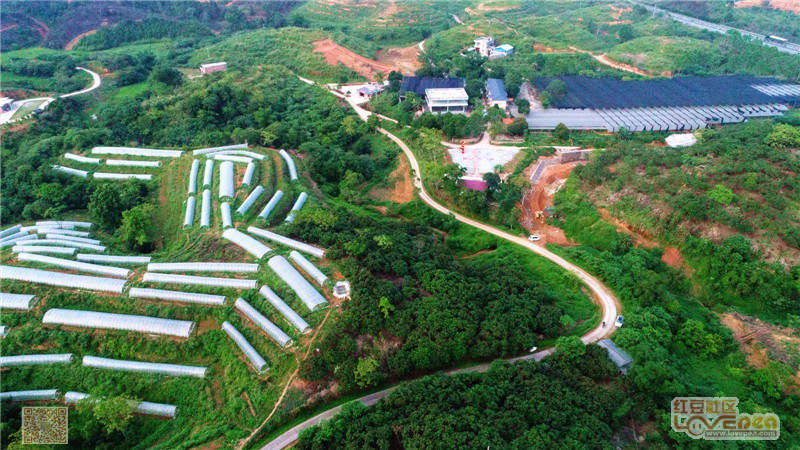 东兴不老峰石斛生态种植园