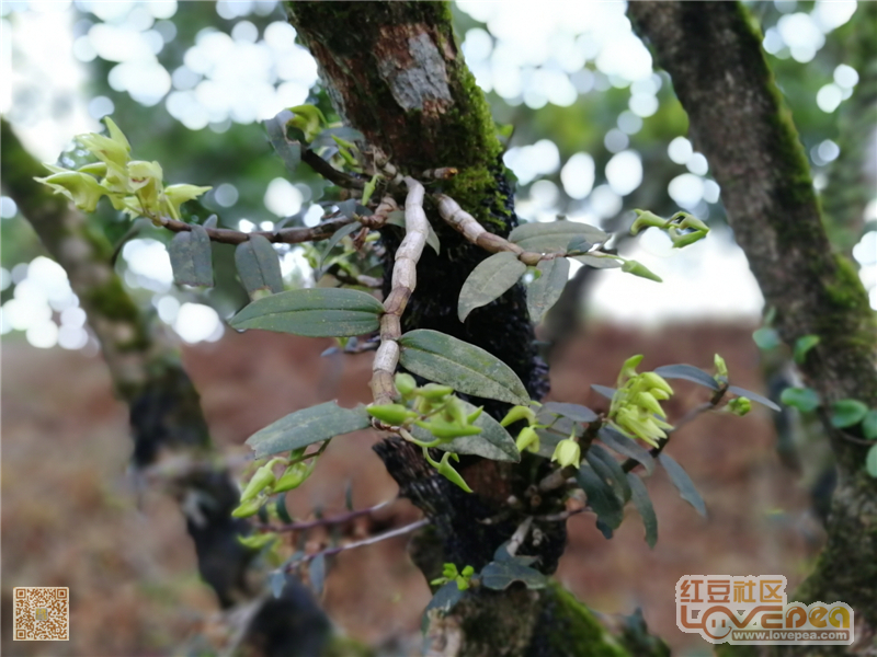 东兴不老峰石斛生态种植园