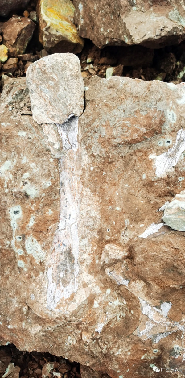东兴市境内首次发现的恐龙化石对研究恐龙生活范围、演变以及广西古地质环境变迁均有重要科研价值