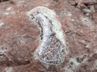 重大发现！广西东兴市惊现侏罗纪时期恐龙化石