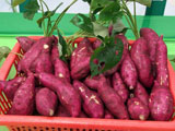 东兴特色农产品——红姑娘红薯是东兴“三宝”之一